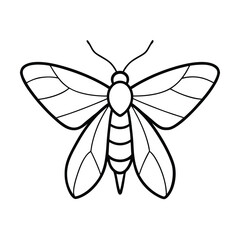 butterfly isolated on white background