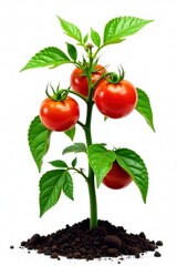 Lush tomato plant with dark soil, pristine white background , backdrop, vegetable, environment