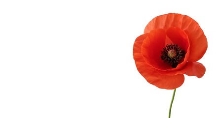 Crimson Bloom: A Botanical Study AI Generated