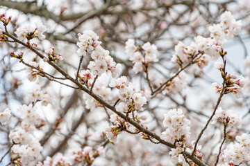 満開の桜の枝と背景の花々