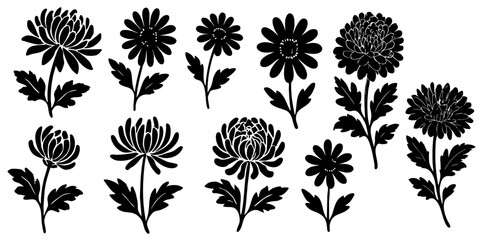 Silhouettes set of flowers. Black vector chrysanthemums illustration.