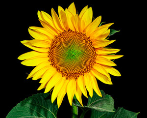 Yellow Sunflower Head Blooming on Black Background