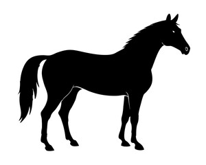 Morgan Horse Silhouette Vector & Elegant Equestrian SVG Design