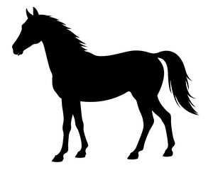 Morgan Horse Silhouette Vector & Elegant Equestrian SVG Design