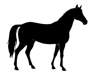 Fototapeta premium Morgan Horse Silhouette Vector & Elegant Equestrian SVG Design