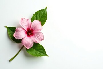 delicate flower and leaf combination on white background, flower, simplicity