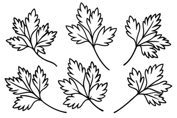 Parsley Leaf Line Art Hand Drawn Sketch for Printing  