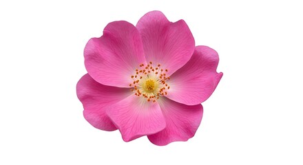 Pink Rose Bloom: Delicate Detail AI Generated