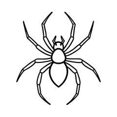 spider on a white background