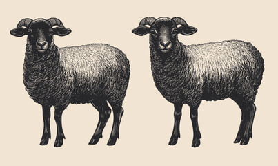 Fototapeta premium Vintage Engraving of Ram and Lamb on Farm in Minimalist Vector Style