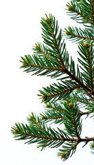 Branches of fir tree isolated on white background, solitude, branches