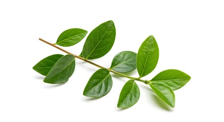 Obraz premium Vibrant Green Sprig on White Background: Close-Up Studio Shot AI Generated