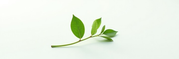 A single stem with leaves on a white background, plant, flora, nature