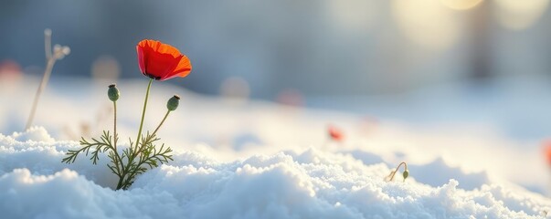 A single red poppy blooms on a snowy white field, frosty landscape, single bloom, flora