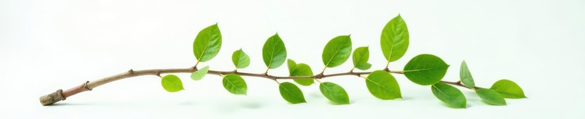 A single branch with leaves extends from a central trunk on a white surface, greenery, white background, tree parts
