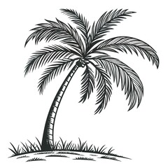 Obraz premium palm tree silhouette