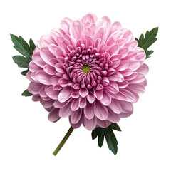 Chrysanthemum flower png regal chrysanthemum png autumn bloom png fall flower png garden mum png transparent background image