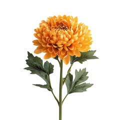Chrysanthemum flower png regal chrysanthemum png autumn bloom png fall flower png garden mum png transparent background image