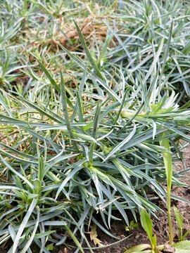 Green shoots and emerging buds of Dianthus plumarius in early spring. Close-up.