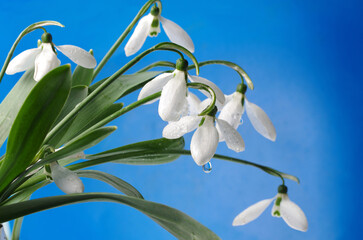 White snowdrops against the background of blue sky.
