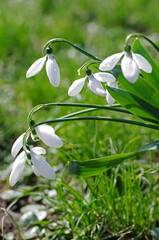 White snowdrops against the background of grass and greenery