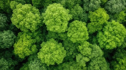 Lush green forest canopy.  Dense, vibrant trees filling the frame.  Overhead view