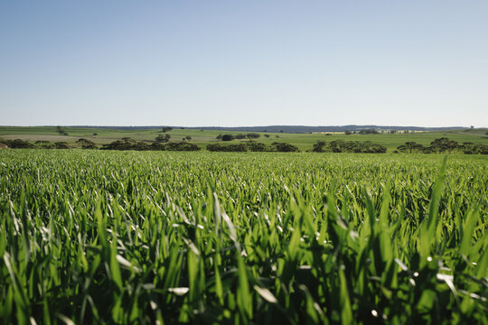 Cereal crop in the Wheatbelt of Western Australia