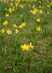 Bright yellow daffodils blooming on a fresh green meadow under natural light. Ideal for spring visuals, eco-friendly content, and seasonal greeting card backgrounds.