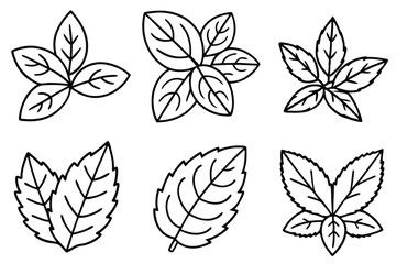 Fototapeta premium Oregano Leaf Line Art Detailed Sketch for Botanical Illustration Artwork 