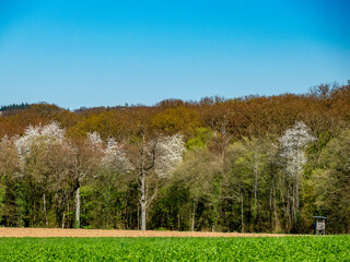 Bäume im Mischwald im Frühjahr