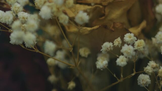 A close-up shot with a Canon Macro 100mm lens on a zcam e2-s6