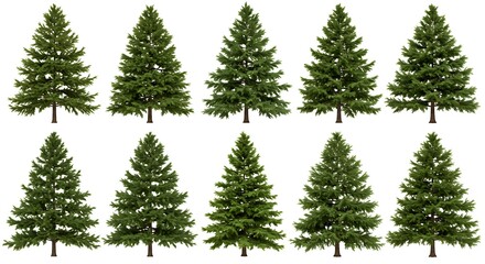 Obraz premium Evergreen Elegance: A 3D Forest Study AI Generated
