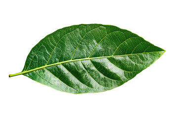 Obraz premium A vibrant green leaf with detailed veins is isolated against a transparent backdrop.