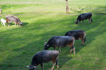 Idyllic scenery with cow herd of breed R&auml;tisches Grauvieh grazing on meadow on a sunny spring day at farm at Swiss City of Zurich. Photo taken April 1st, 2025, Zurich Schwamendingen, Switzerland.