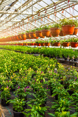 A large greenhouse filled with potted pepper plants along with rows of hanging pots filled with greenery.