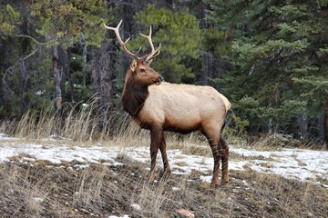 Banff, Alberta, Canada
