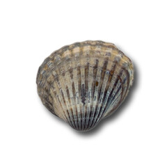 A close-up of a scallop shell showcasing its ridged texture and natural coloration.