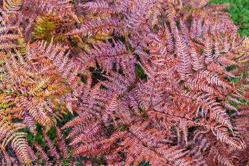Withered fern leaves covered with dew at autumn, top vew