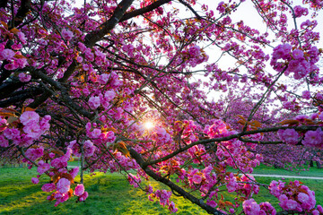 Cherry blossoms in the Park of sceaux near Paris city