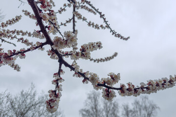 Branch of blooming apricot trees against sky in rainy morning