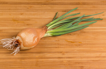 Whole last year's sprouted onion bulb on a cutting board