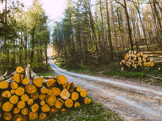 Gestapelte und abholbereite Baumstämme am Wegesrand