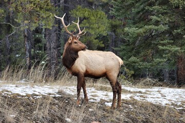 Banff, Alberta, Canada