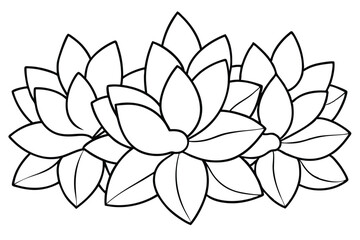 Pachyphytum Leaf Line Art Drawing for Nature Themed Artwork  