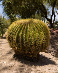 Big Golden Bareel cactus in a landscaped desert garden