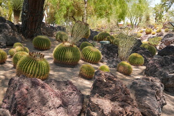 Big Golden Bareel cactus in a landscaped desert garden