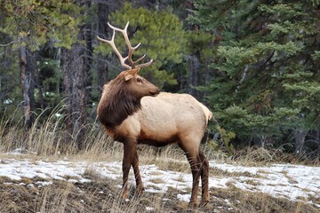 Fototapeta premium Banff, Alberta, Canada