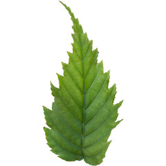 A vibrant green leaf with a serrated edge, showcasing the beauty of nature.