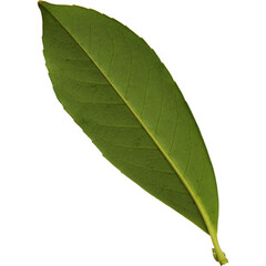 A single green bay leaf, showcasing its smooth texture and elongated shape, often used in cooking for flavoring dishes.