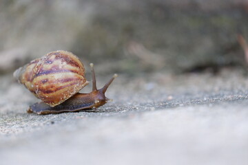 Close-up view of a snail with a patterned brown shell extending its eyestalks as it moves along the ground